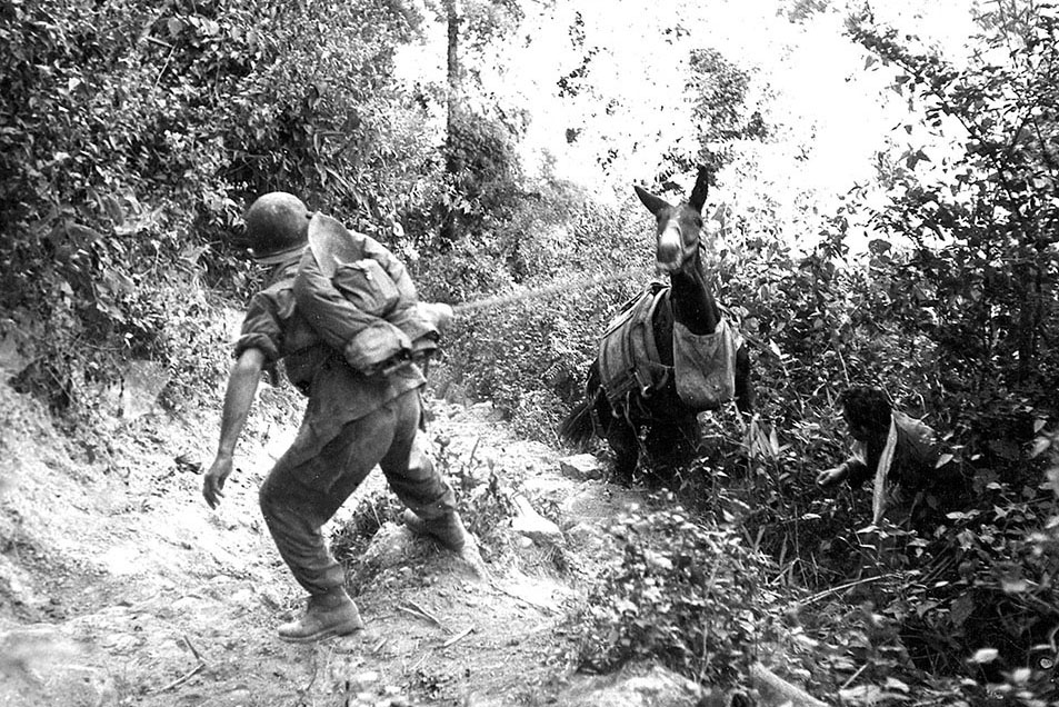Army muleskinners help a mule after it slipped off a trail in Burma, 1945