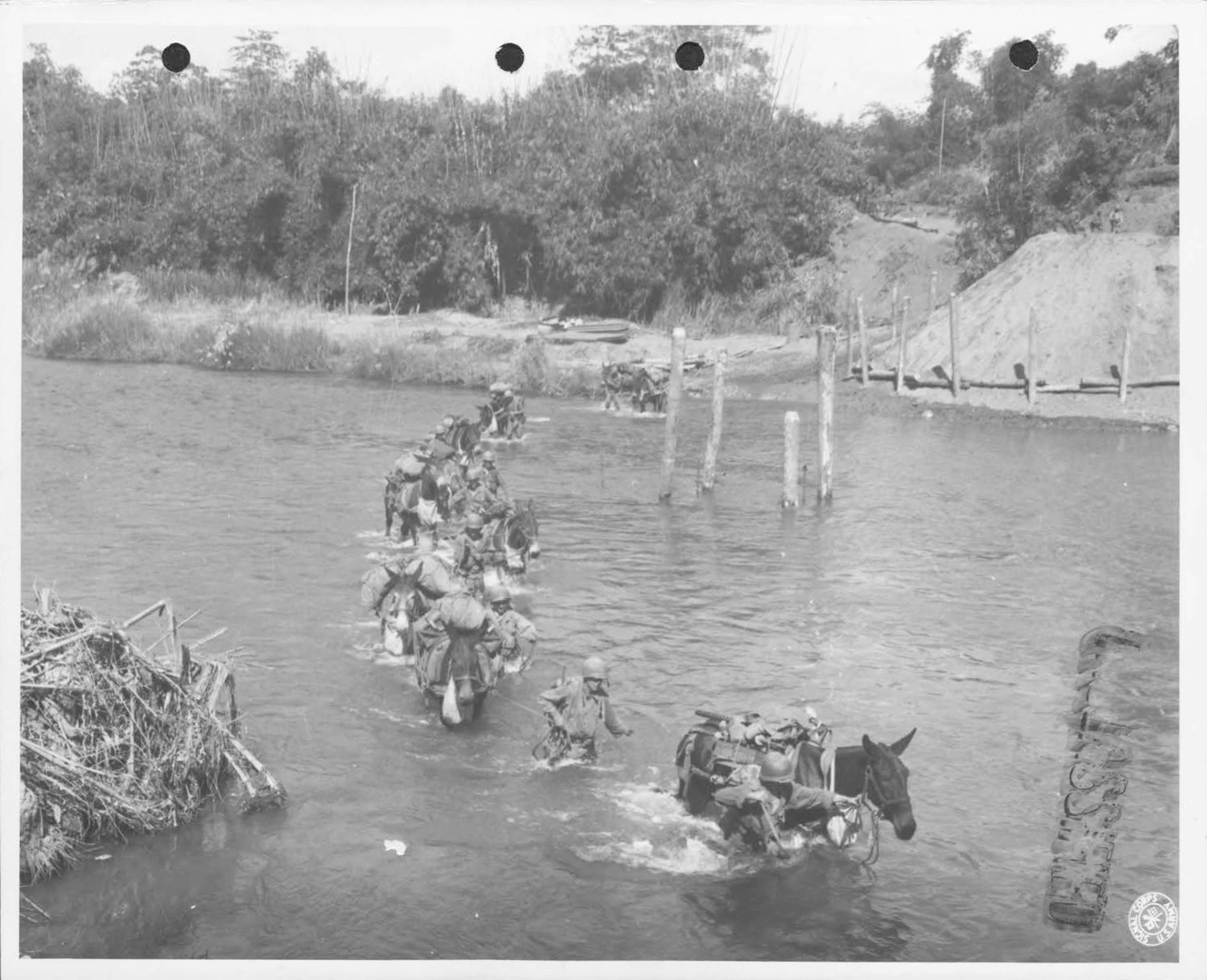 Original black and white photo of Army muleskinners crossing river in Burma, 1944